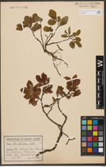 Foto von Salix silesiaca Willd.